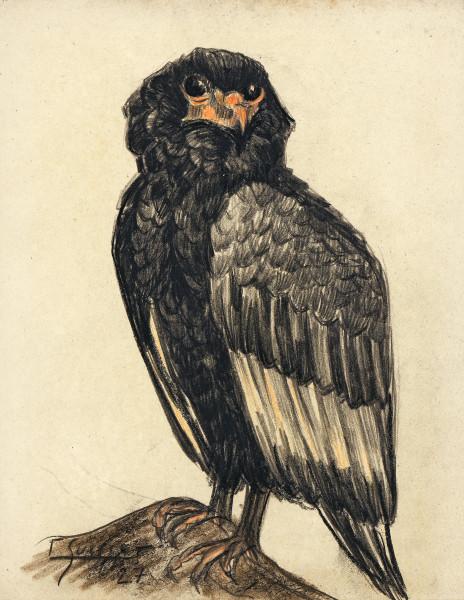 Aigle bateleur
