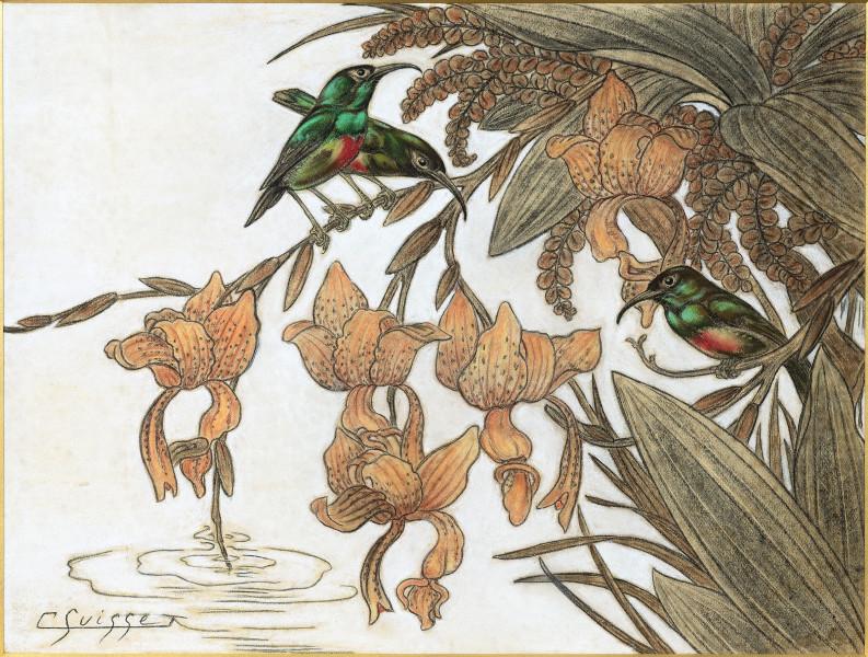Colibris dans les orchidées
