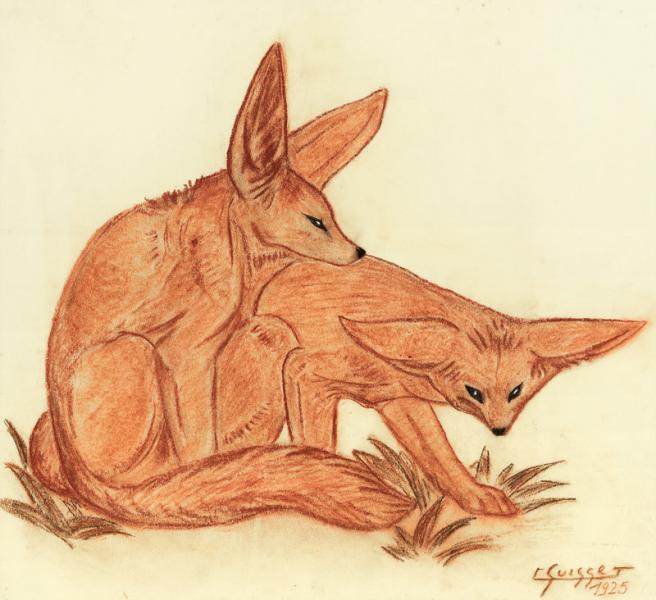 Couple de fennecs, 1925