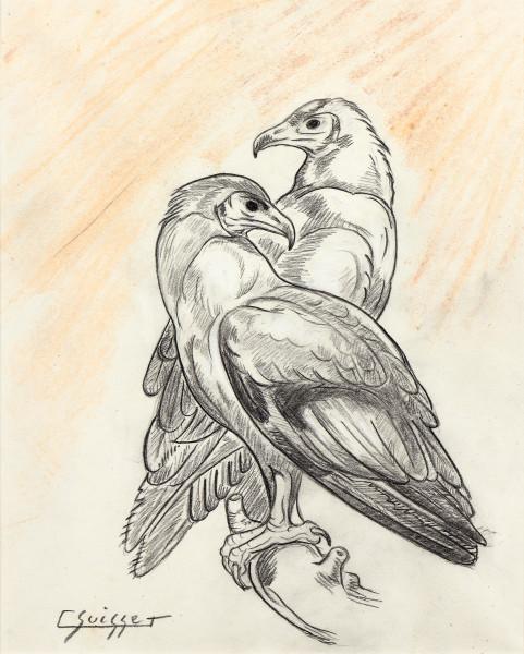 Couple de percnoptères