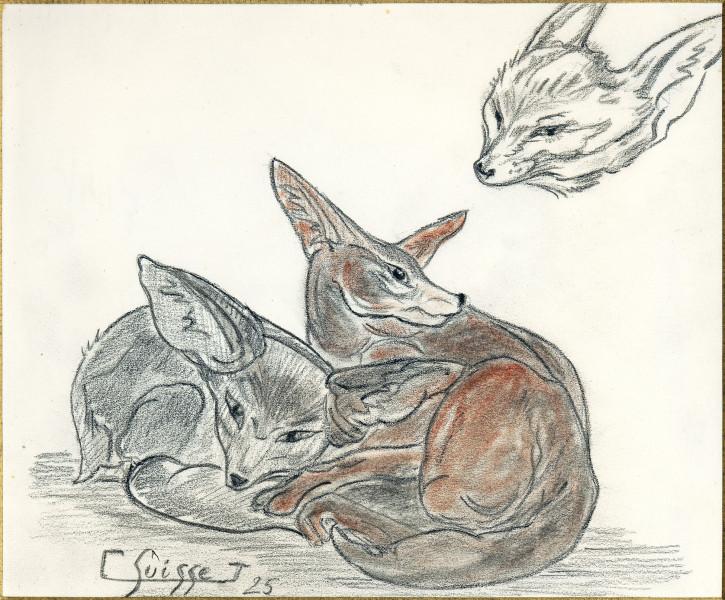Fennecs, 1925