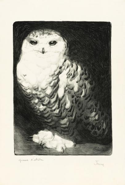 Harfang des neiges, c. 1911
