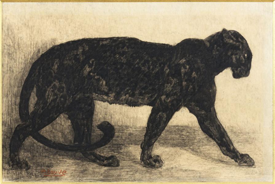 Panthère noire, 1908